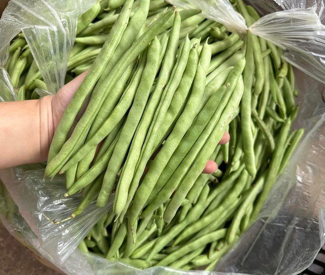 Đậu cô ve vào ngày đông càng ngon ngọt hơn. Ảnh PT