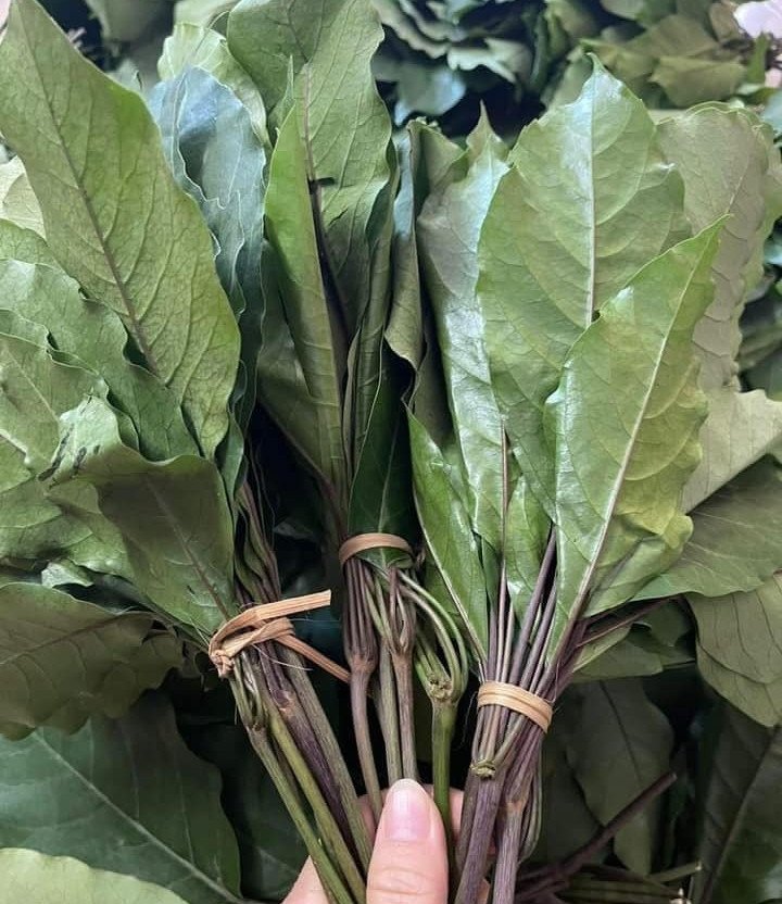 Lá đắng thon dài. Ảnh: Trương Hồng Nhung/Thêm Lý