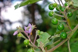 Thị trường - Tiêu dùng - Quả dại "cứu đói" ở quê, vị đắng ngắt, nay lên thành phố thành báu vật "hái ra tiền"