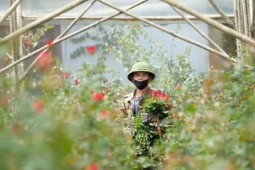 Gần 20-11, nhiều chủ vườn hoa... lo lắng