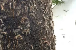 Rợn người trước cảnh sâu  lạ  bầy đàn tràn vào nhà dân ở TPHCM