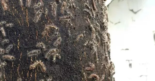 Rợn người trước cảnh sâu ‘lạ’ bầy đàn tràn vào ...