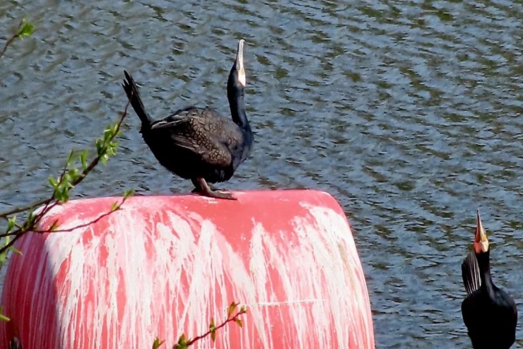 Con chim cốc trông giống sinh vật thời tiền sử trên sông Severn ở Diglis. (Ảnh: Linda Ford)