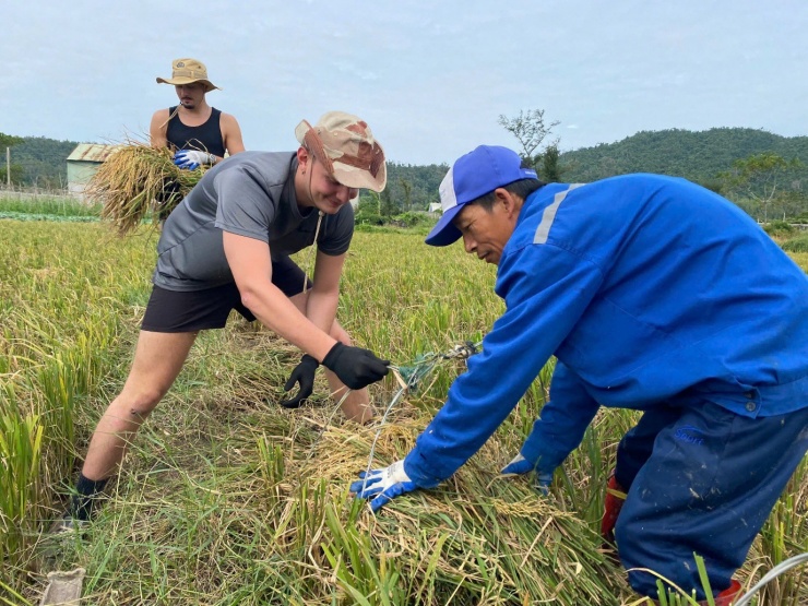 Khách Tây đi du lịch xuống ruộng gặt lúa, kéo cày cùng nông dân trên đảo Cô Tô - 4