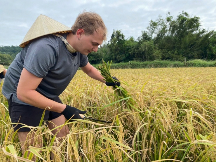 Khách Tây đi du lịch xuống ruộng gặt lúa, kéo cày cùng nông dân trên đảo Cô Tô - 3