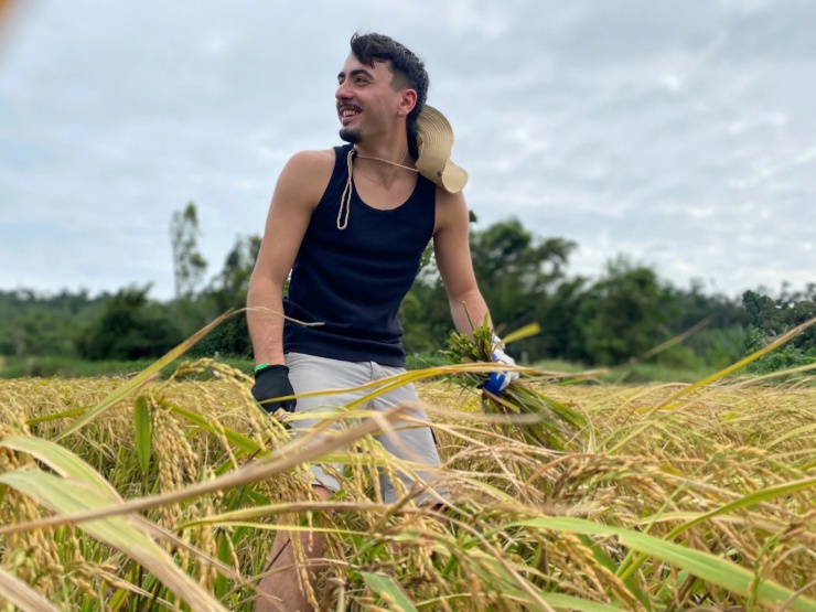 Khách Tây đi du lịch xuống ruộng gặt lúa, kéo cày cùng nông dân trên đảo Cô Tô - 5