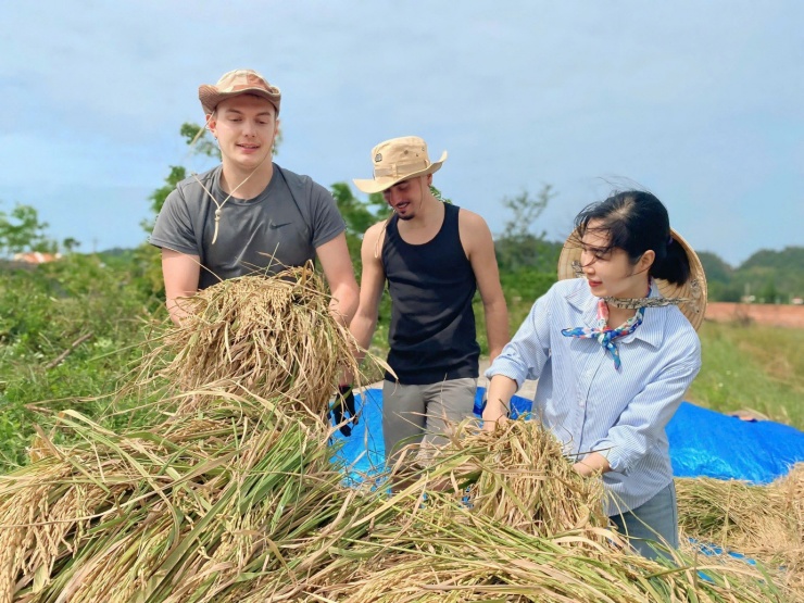 Khách Tây đi du lịch xuống ruộng gặt lúa, kéo cày cùng nông dân trên đảo Cô Tô - 9