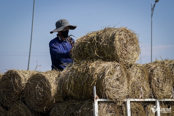 Rơm cuộn được bán để cho nông dân phủ đồng ruộng, ngăn cỏ mọc và giữ ẩm đất. Loại rơm xanh được bán giá cao hơn, được sử dụng cho bò ăn.