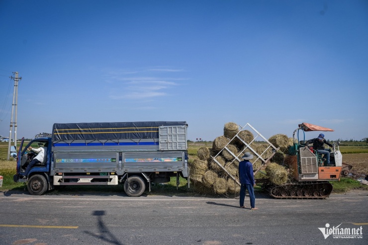 Rơm cuộn xong được các thương lái đến tận ruộng thu mua. 