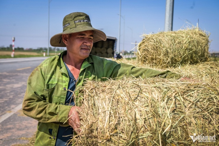 Anh Điện bốc rơm xếp lên xe tải cho thương lái.