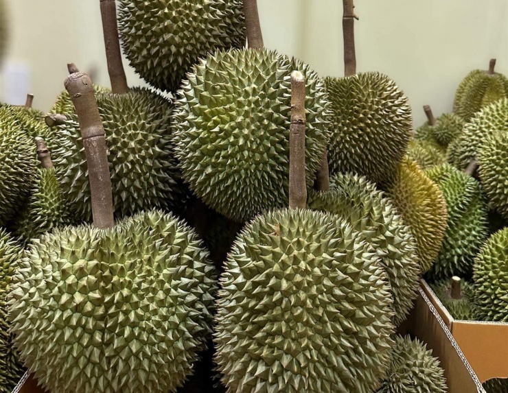 Kim ngạch nhập khẩu sầu riêng của Việt Nam tăng mạnh. Ảnh: TL