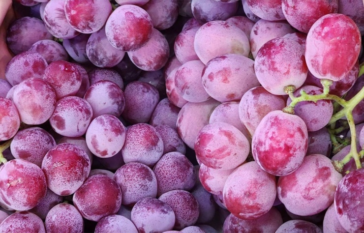 Rẻ nhất tại chợ Việt, nho đỏ có hạt nhập từ Trung Quốc chỉ 15.500 đồng/kg. Ảnh: NVCC