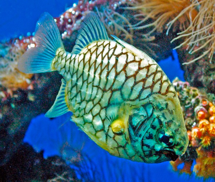 Cá mãng cầu còn được biết đến với hàng loạt tên gọi như cá sơn gai, cá hiệp sĩ, cá chiến binh hay cá quả dứa. Mỗi tên gọi lại gắn với một đặc điểm nổi bật của loài cá này.
