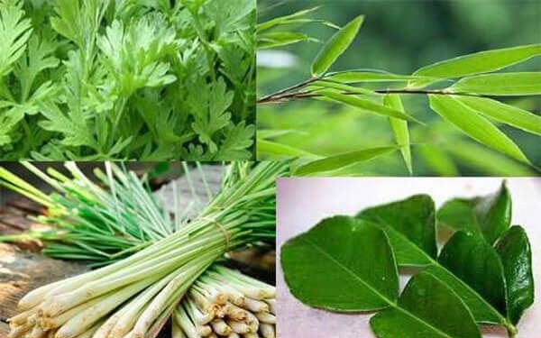 Các loại lá thường dùng để xông hỗ trợ trị cảm cúm.