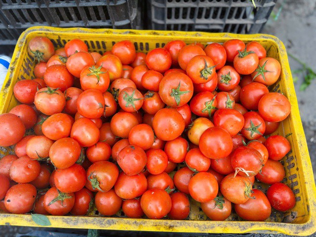 The chị Nhật, hiện tại chợ dân sinh Thanh Xuân Bắc, giá cà chua đã lên đến 60.000 đồng/kg.