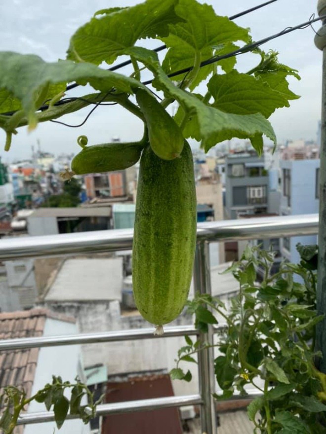 Theo ca sĩ Cẩm Ly hé lộ, cô tự tay chăm sóc, xịt thuốc, làm phân chuối bón cho vườn rau tươi tốt.