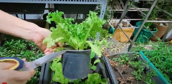 Nữ ca sĩ trồng nhiều loại rau như: cải ngọt, bí đỏ, rau lang, rau càng cua, rau thơm, tía tô và mồng tơi...