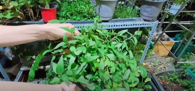 Từng òa khóc khi chia sẻ về biến cố bệnh tật, 'Nữ hoàng dân ca' Việt hiện sống ra sao? - 27