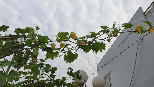 Từng òa khóc khi chia sẻ về biến cố bệnh tật, 'Nữ hoàng dân ca' Việt hiện sống ra sao? - 26