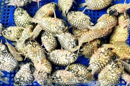 Thị trường - Tiêu dùng - 2 loài cá lạ ở Việt Nam có tên giống loại trái cây, vô cùng khan hiếm, nửa triệu/kg có tiền cũng khó mua