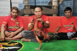 Con gà chọi được trả 2,8 tỷ đồng, người đàn ông từ chối bán