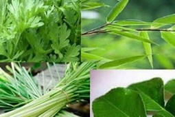 Các phương pháp y học cổ truyền giúp phòng chống cúm A