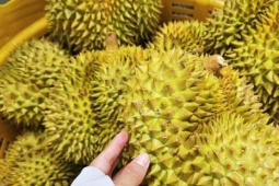 Đường dây làm giả bị lật tẩy, ngành sầu riêng mong tháo "nút thắt" về kiểm nghiệm