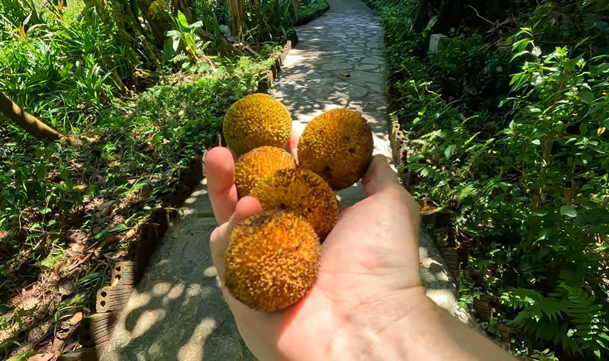 Gáo là loại quả đặc trưng ở Ninh Bình. Phần màu vàng bên ngoài là hoa gáo, khi hoa rụng sẽ hiện ra quả gáo bên trong