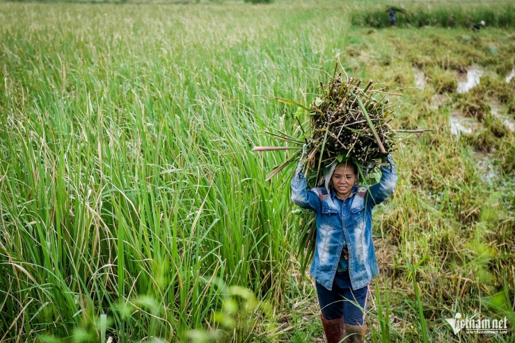 Vào thời điểm cuối thu, đầu đông, khi những cơn gió heo may bắt đầu tràn về, người dân xã Nghĩa An, tỉnh Nam Định cũ (nay là phường Hồng Quang, tỉnh Ninh Bình) lại tất bật bước vào vụ thu hoạch niễng.