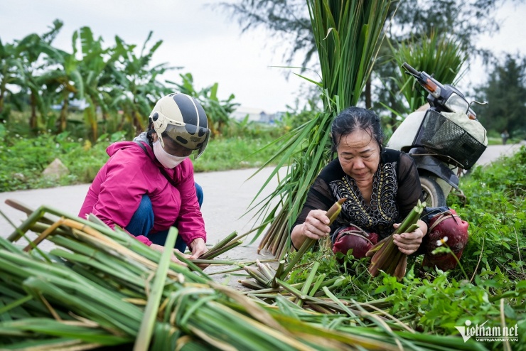 Củ niễng chỉ có một vụ duy nhất trong năm, kéo dài chừng một tháng. Loại củ này không chỉ thơm ngon, lạ miệng mà còn có nhiều chất dinh dưỡng tốt cho sức khỏe nên được nhiều bà nội trợ và thực khách ưa thích, săn tìm. Vì vậy, củ niễng vừa được thu hoạch đã có người chờ sẵn để mua.