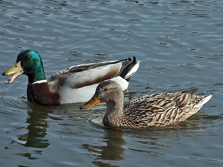 Vịt trời còn có tên gọi khác là vịt bầu, là loài thủy cầm quen thuộc sống ở khu vực đầm lầy, đồng cỏ ngập nước, ao hồ hay kênh rạch.
