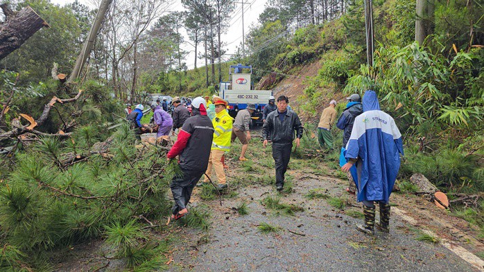 Lực lượng chức năng xử lý hiện trường cây thông lớn ngã đổ trên Quốc lộ 20.