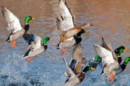 Thị trường - Tiêu dùng - Loài vật hoang dã "sáng bay đi, tối lại bay về", nuôi 4 tháng xuất bán, nhiều người giàu to