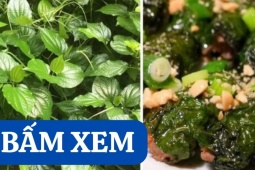 Tin tức sức khỏe - Bí ẩn loại lá được mệnh danh là ‘nhân sâm” của người nghèo bị đau khớp!