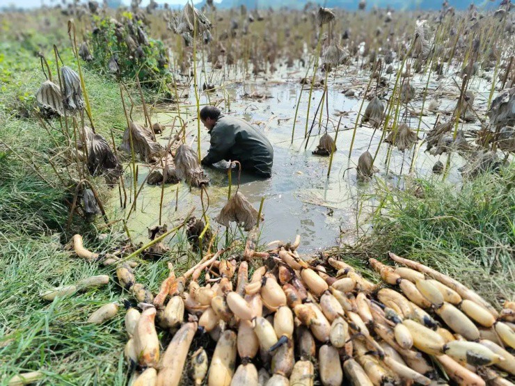 Đút túi vài triệu/ngày nhờ ngâm người trong ao bùn, mỗi năm chỉ làm 6 tháng - 1
