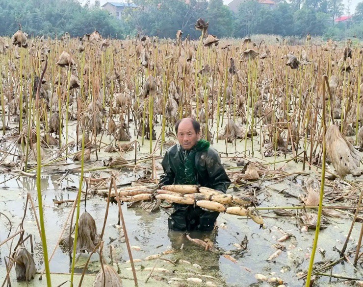Đút túi vài triệu/ngày nhờ ngâm người trong ao bùn, mỗi năm chỉ làm 6 tháng - 2