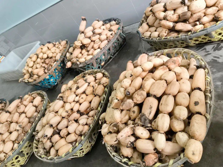 Đút túi vài triệu/ngày nhờ ngâm người trong ao bùn, mỗi năm chỉ làm 6 tháng - 4