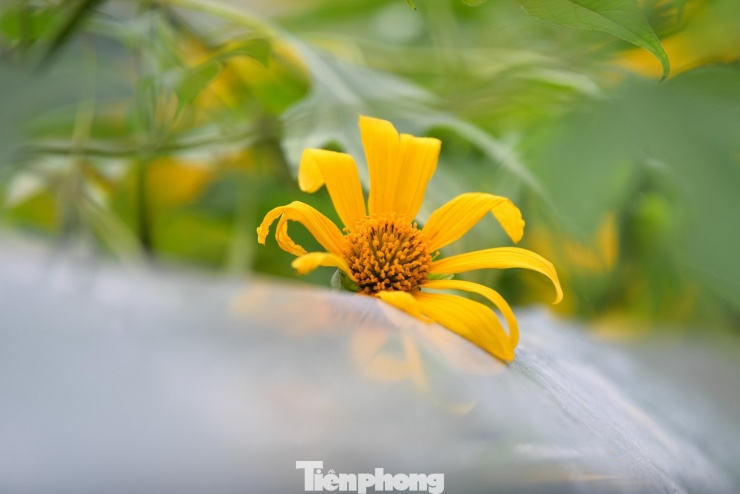 Ba Vì sau ngày ‘vỡ trận’ check-in, hoa dã quỳ có còn rực rỡ? - 2