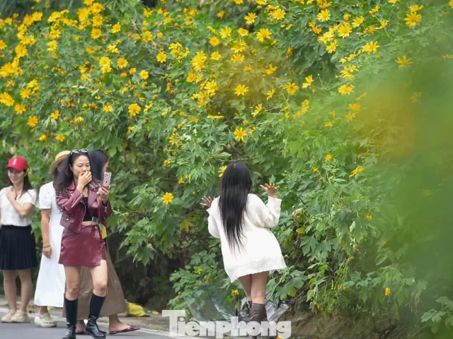 Ba Vì sau ngày ‘vỡ trận’ check-in, hoa dã quỳ có còn rực rỡ?