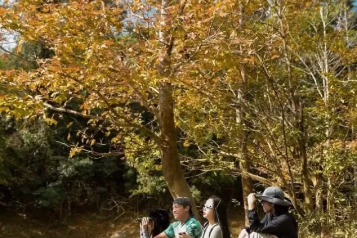 Mê mẩn rừng Phong Hương Quảng Trị mùa lá đổi sắc đẹp tựa châu Âu