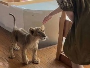 Tranh cãi khu resort ở Trung Quốc cho sư tử vào đánh thức khách