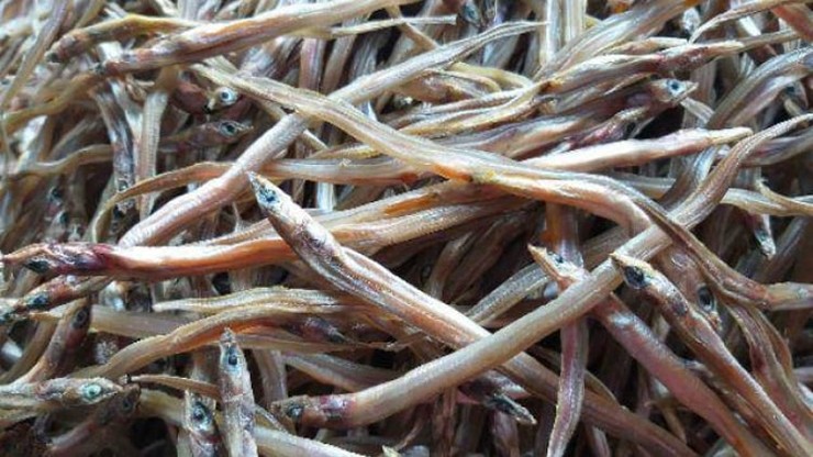 Cá loi choi, còn được biết đến với tên gọi là cá đũa, là một loài cá đặc trưng thuộc họ cá chình biển.
