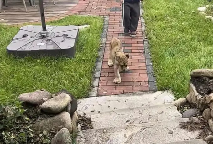 Nhân viên khu nghỉ đang dẫn sư tử vào phòng đánh thức khách. Ảnh: Baidu