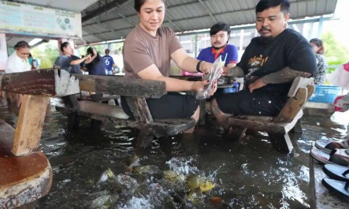 Thực khách tại nhà hàng Pa Jit cho cá ăn ngày 14/11. Ảnh: AP