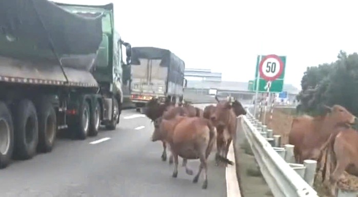 Đàn bò đi trên cao tốc Vạn Ninh - Cam Lộ đoạn qua xã Hiếu Giang, tỉnh Quảng Trị hôm 16-11