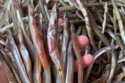 Thị trường - Tiêu dùng - Loài cá ở Việt Nam nhìn như chiếc đũa, xưa rẻ như cho nay phơi khô bán 200.000/kg, thành đặc sản lạ