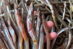 Loài cá ở Việt Nam nhìn như chiếc đũa, xưa rẻ như cho nay phơi khô bán 200.000/kg, thành đặc sản lạ