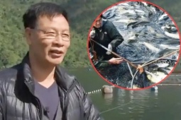 Thị trường - Tiêu dùng - Bỏ trăm tỷ nuôi cá, cả đàn cá mất tích bí ẩn, vài năm sau thu về hàng trăm tỷ đồng