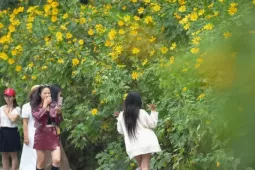 Du lịch - Ba Vì sau ngày ‘vỡ trận’ check-in, hoa dã quỳ có còn rực rỡ?