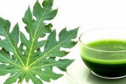 Ăn lá đu đủ có tác dụng gì?